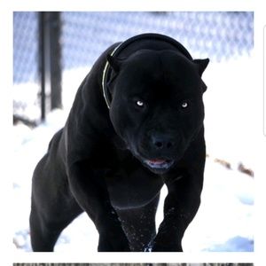 Meet your Posher, Emmitt